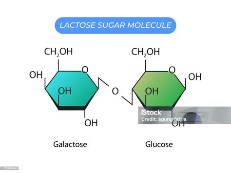 Vetores De Molécula De Açúcar Lactose Glicose E Galactose E Mais Imagens De Açúcar Açúcar