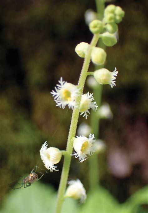 Two Leaf Miterwort Wisconsin Native Johnson S Nursery Kb