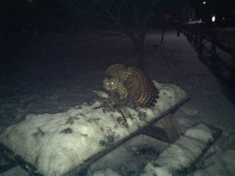 Owl Eats Owl | Vermont Center for Ecostudies