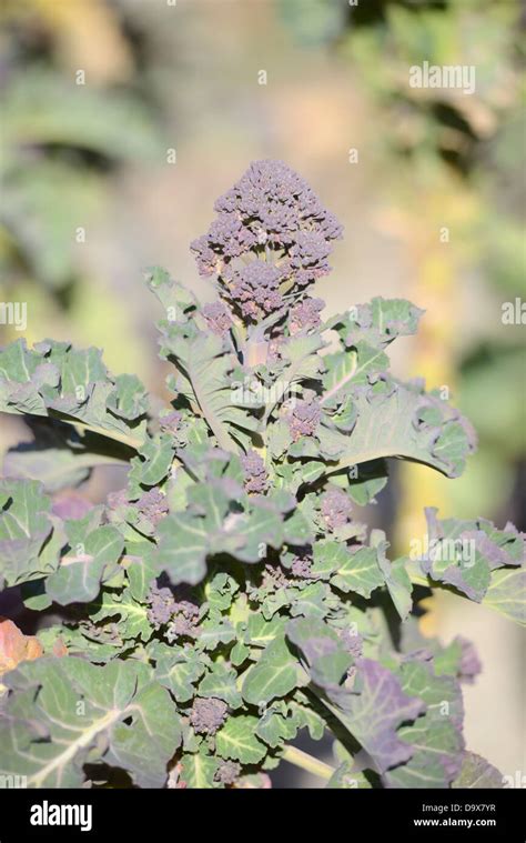 Brocoli Garden Plants Flowers Spring Vegetable Vegetables Brassica Oleracea Brassicas Hi Res