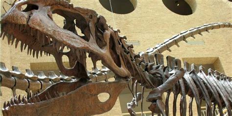 Arriba Imagen Giganotosaurus Fossil Abzlocal Mx