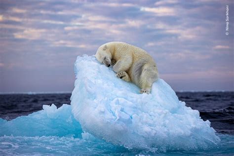 Feb 27 Is International Polar Bear Day Everson Museum Of Art