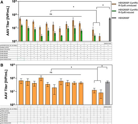 Inducible Hek Aav Packaging Cell Lines Expressing Rep Proteins