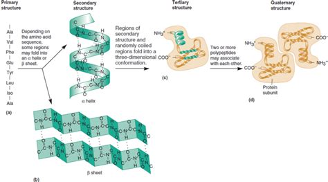 Protein Folding Structure