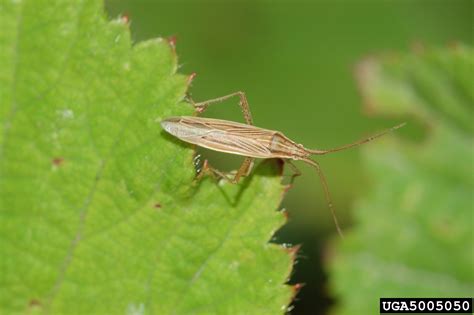 Common Grass Bug Stenodema Laevigata Linnaeus