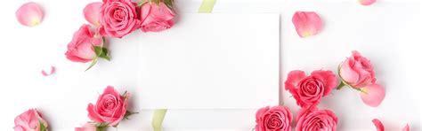 Wallpaper Pink roses, white background 5120x2880 UHD 5K Picture, Image