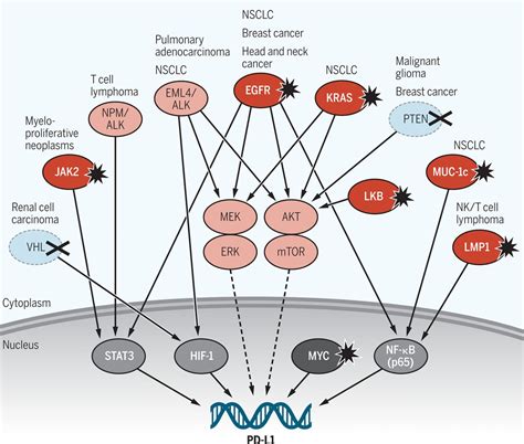 Pd L1 Pathway