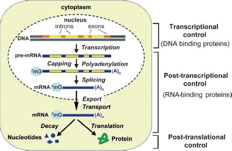 Post Transcriptional Gene Regulation From Genome Wide Studies To