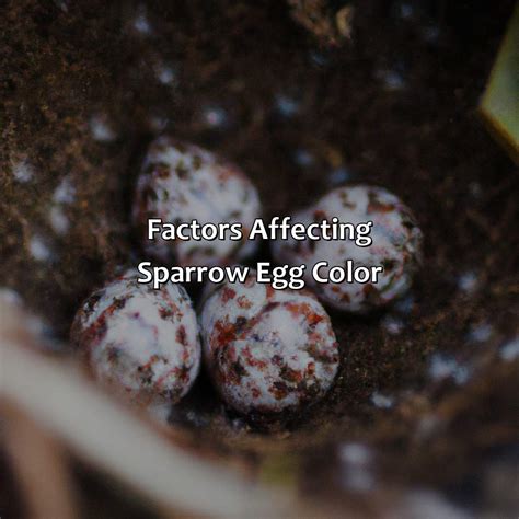 What Color Are Sparrow Eggs - colorscombo.com