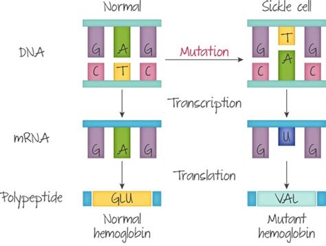 Topic Genetics Genes Sickle Cell Anaemia Flashcards Quizlet