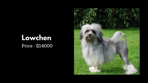 Top 10 Most Expensive Dog Breeds In The World