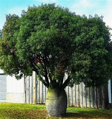 Australian Bottle Tree Queensland Bottle Tree Brachychiton Rupestris Beautifully Sculptural