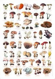 Image result for british fungi identification chart | Stuffed mushrooms, Mushroom poster ...