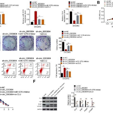 Circ 0063804 Promoted OC Development In Vitro By Enhancing CLU