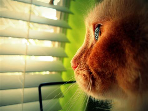 Papel de parede luz solar gato janela reflexão perfil fechar se