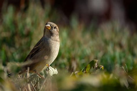 Close-up of a House Sparrow in Natural HabitatFree Stock Photo