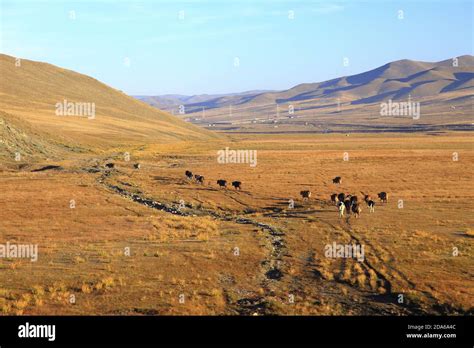 travel in Mongolia Stock Photo - Alamy