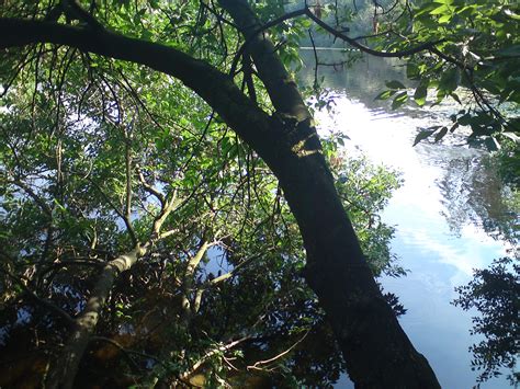 Kostenlose Foto Baum Wasser Natur Wald Ast Sonnenlicht Blatt