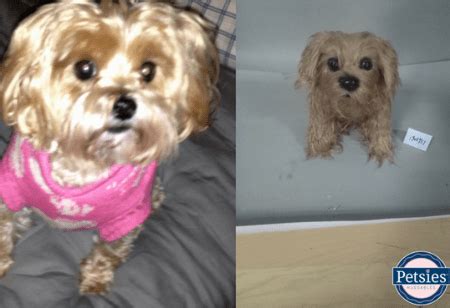 Yorkie Stuffed Animal | Turn Your Yorkie into a Plush!