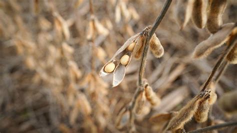 Soja Intensifica Baixas Em Chicago Nesta Feira E Perde Mais De Na