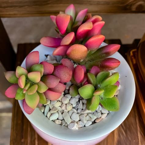 rufescens  variegated exotic rare succulent  plant etsy