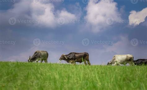 30 cows in the field 6