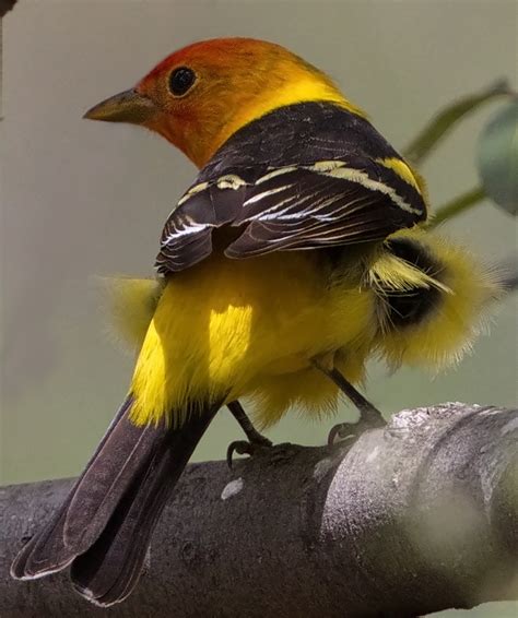 Western Tanager | San Diego Bird Spot