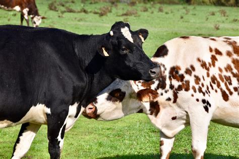 Breeds of Cow: Most Common and Exotic Cow Breeds