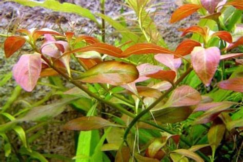 (Species Guide) Cold Water Aquarium plants: Everything you Should Know