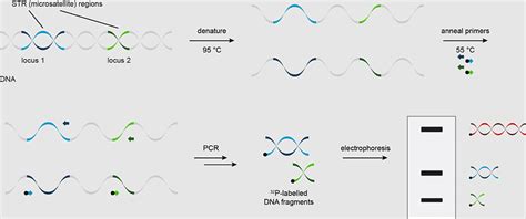 Str Analysis Tandem Repeat Repeated Sequence Microsatellite