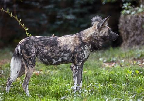 非洲猎犬13 库存照片 图片 包括有 尾标 食肉动物 危险 森林 生态 人口 动物区系 敌意 144907932