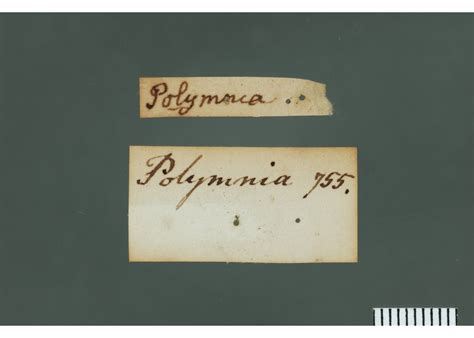 mechanitis p polymnia historical specimens