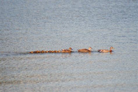 Some Ducks And Ducklings All In A Row On The Lake Stock Image Image