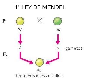 Qué se hereda del padre y de la madre Mitos y verdades Cuestión de