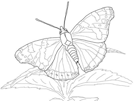 Butterfly For Kid Coloring Play Free Coloring Game Online