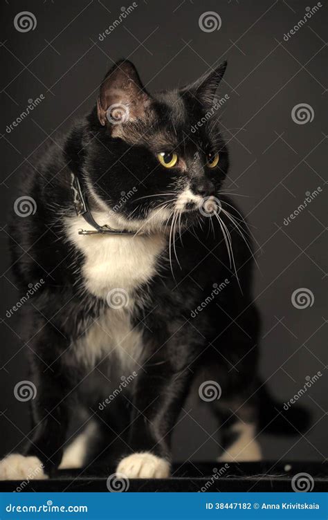 Black cat with white stock photo. Image of danger, darkness - 38447182