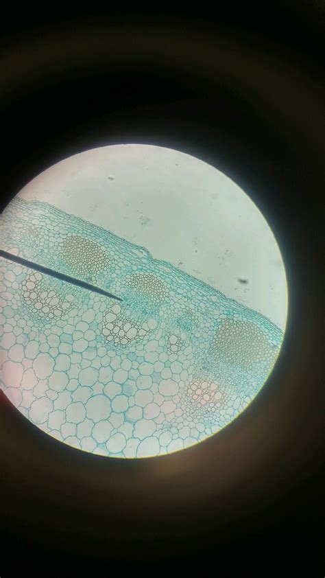 herbaceous dicot stem Diagram | Quizlet