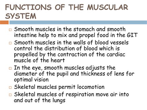 Solution Muscular System Anatomy And Physiology Studypool