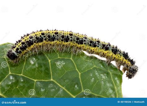 The Caterpillar Of The Cabbage Butterfly Larvae Eat The Leaves Of The ...