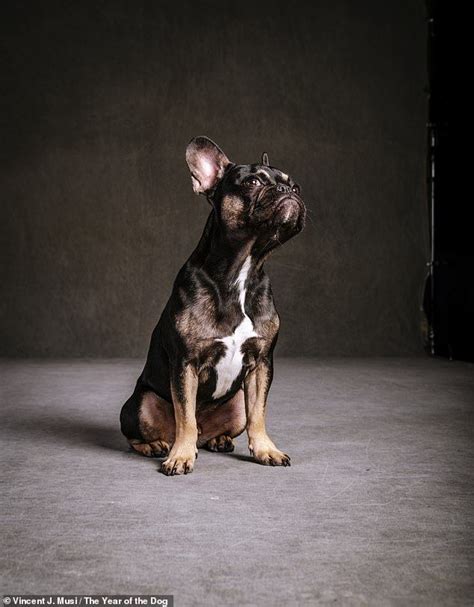 National Geographic Photographer Swaps Exotic Shoots For Snaps Of Dogs