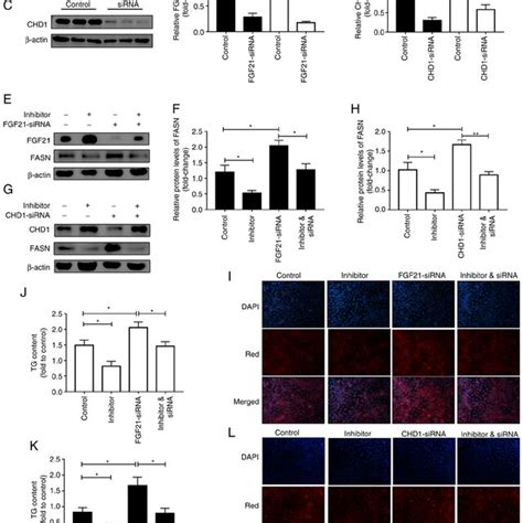 MiR 212 3p Negatively Regulates FGF21 CHD1 To Promote Lipogenesis A