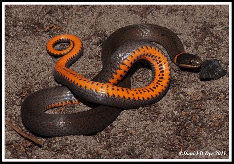 Southern Ringneck Snake | Florida Backyard Snakes