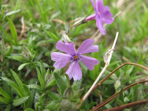 Phlox subulata (Moss Phlox) | pbmGarden