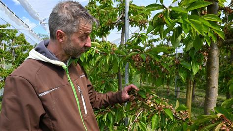 Obstgut Triebe Nachtfr Ste Lassen Obstbauern Im Saale Holzland Um Ihre