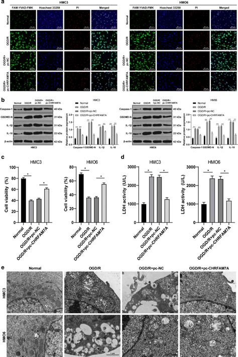 Chrfam A Overexpression Inhibits Microglia Pyroptosis And Alleviates