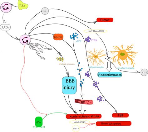 Frontiers Role Of The Extracellular Traps In Central Nervous System