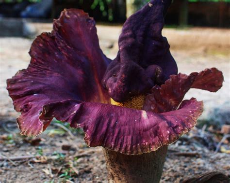 Las 8 Flores Más Raras Y Curiosas Que Existen Y Que No Te Puedes Perder