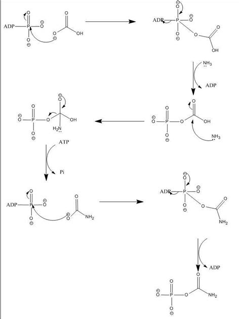 Carbamoyl Phosphate Synthetase I Alchetron The Free Social Encyclopedia