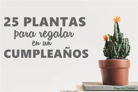 Plantas Para Regalar Un Regalo Lleno De Vida Y Significado 2024 Una Planta