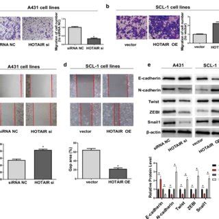 Regulatory Effects Of HOTAIR On Proliferation Apoptosis And Cell Cycle